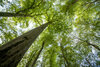 Hier darf der Wald wieder zu einem richtigen Urwald werden. Kolping hat die Patenschaft über eine 30.000 m² große Buchenwaldfläche übernommen, um gemeinsam mit der Kolping-Welt einen konkreten Beitrag zum Klimaschutz und zur Artenvielfalt zu leisten.